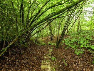 Parco vacanze Barvaux-sur-Ourthe Ambiente 30