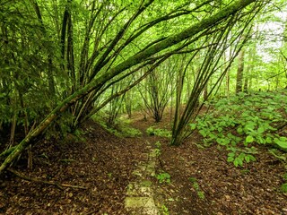 Holiday park Barvaux-sur-Ourthe Environment 45