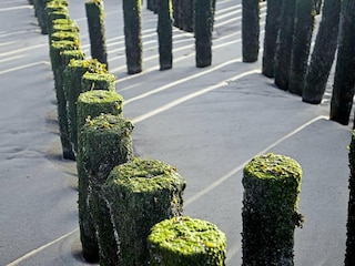 Holiday park Nieuwvliet Environment 12