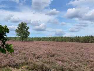 Vakantiehuis Faßberg Omgeving 33