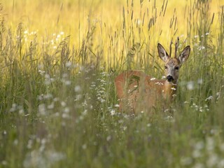 Parc de vacances Borger Environnement 12