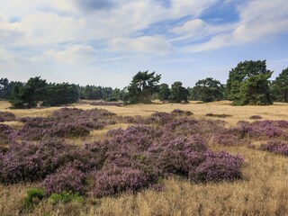 Parco vacanze Voorthuizen Ambiente 13