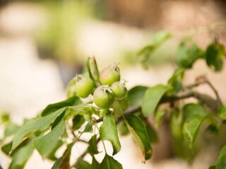Parc de vacances Stramproy  32