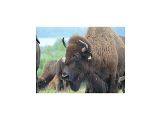 Ferienhaus Markkleeberg Umgebung 23