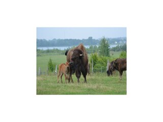Ferienhaus Markkleeberg Umgebung 17