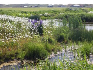 Ferienpark Callantsoog Umgebung 16