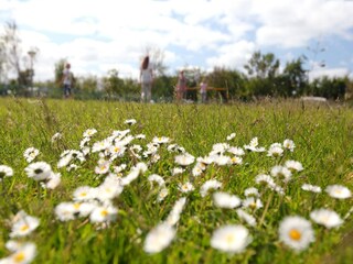 Ferienpark Callantsoog Umgebung 12