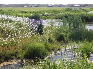 Ferienpark Callantsoog Umgebung 12