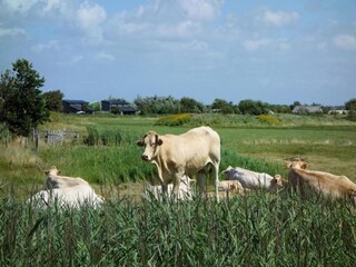 Parc de vacances Callantsoog Environnement 20