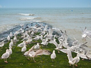 Vakantiepark Westende Omgeving 34