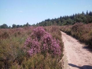 Parc de vacances Voorthuizen Environnement 22