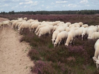 Parc de vacances Voorthuizen Environnement 23