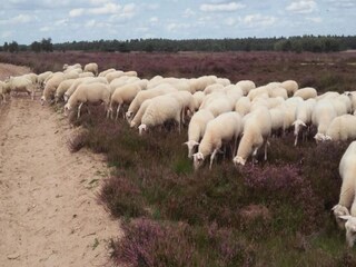 Vakantiepark Voorthuizen Omgeving 23