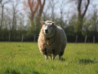 Ferienpark Wieringen Umgebung 21