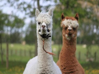Ferienpark Wieringen Umgebung 31