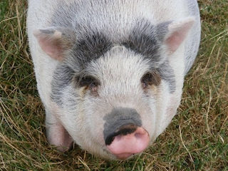 Vakantiepark Wieringen Omgeving 28