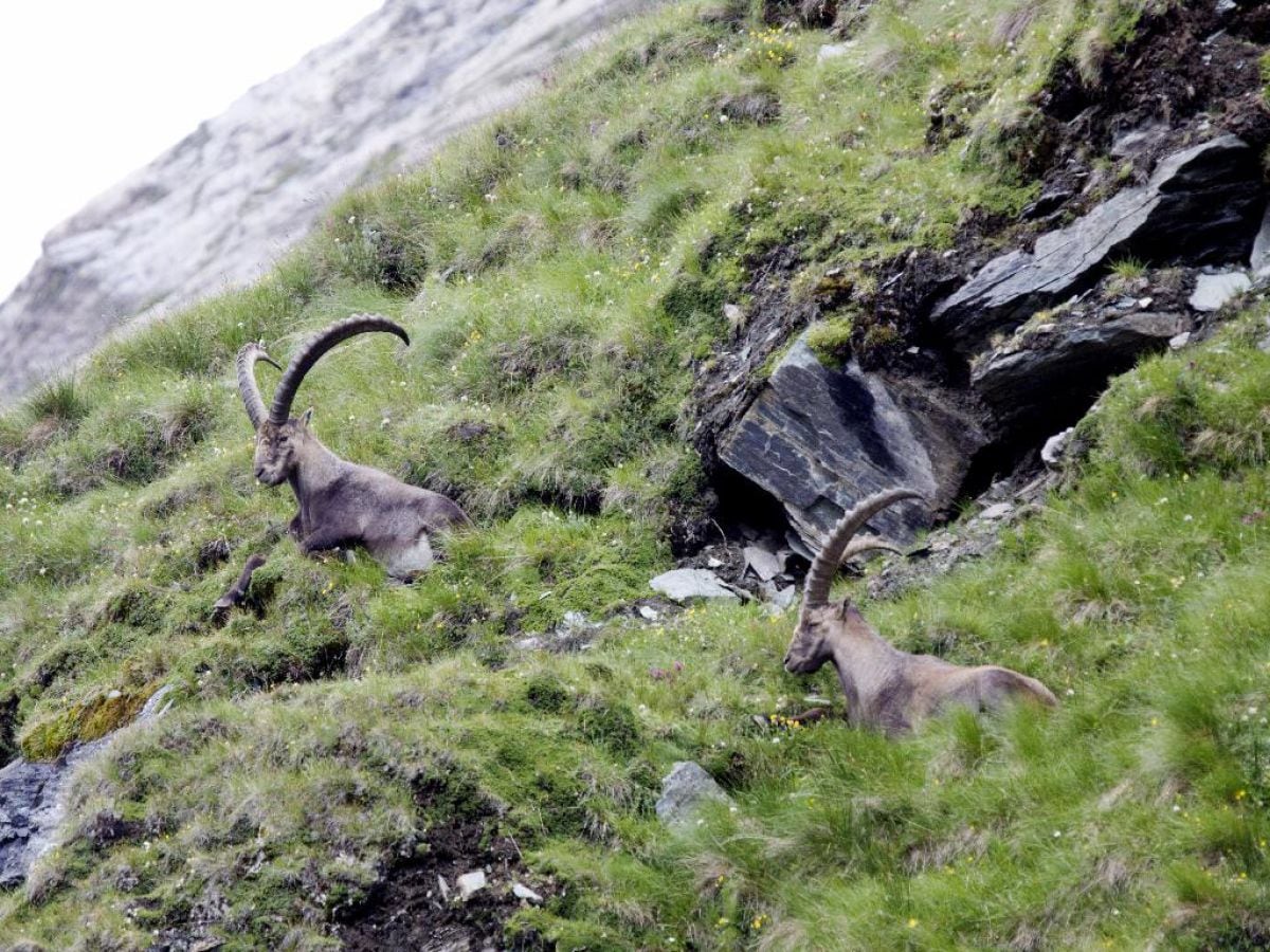 Steinböcke am Großglockner