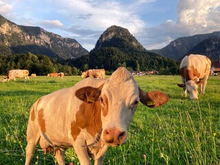Apartamento de vacaciones Inzell Entorno 10