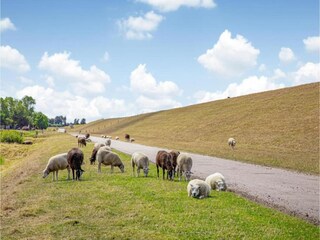 Vakantiepark Wieringen Omgeving 29