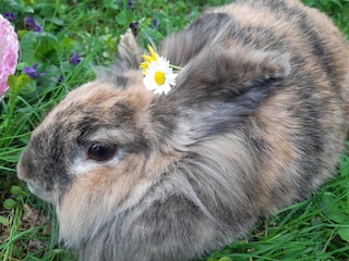 Streicheltiere am Nussbaumerhof  Hase Hansi