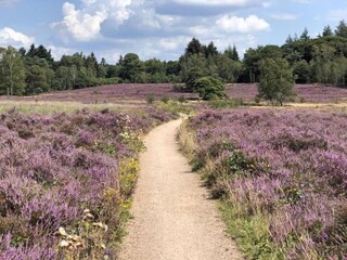 Vakantiepark Putten Omgeving 17
