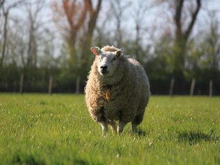 Ferienpark Wieringen Umgebung 25