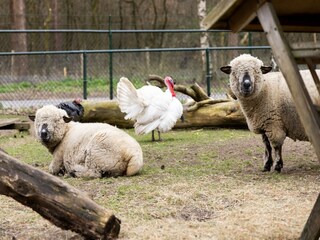 Holiday park Putten  25