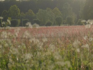 Vakantiepark Baak Omgeving 28