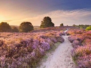 Vakantiepark Hoenderloo Omgeving 11