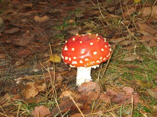 Parc de vacances Hoenderloo Environnement 11