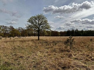 Parc de vacances Hoenderloo Environnement 19