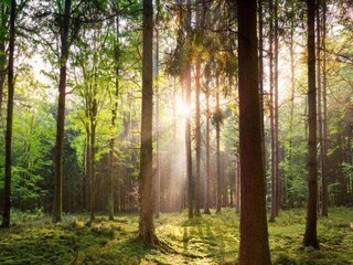 Parc de vacances Hoenderloo Environnement 22