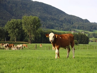 Ferienpark Inzell Umgebung 42