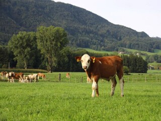 Holiday park Inzell Environment 42