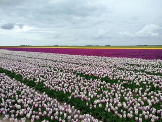 Vakantiepark De Cocksdorp Omgeving 26