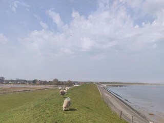 Vakantiepark De Cocksdorp Omgeving 31