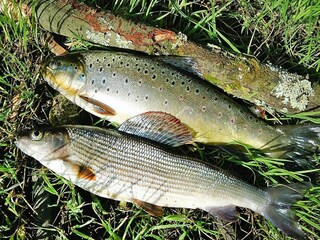 Parco vacanze Sarbinowo  27