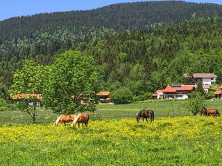Parque de vacaciones Inzell Entorno 24