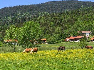 Parque de vacaciones Inzell Entorno 27