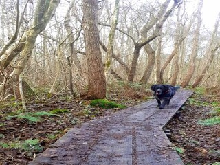 Parc de vacances Ossenzijl Environnement 20