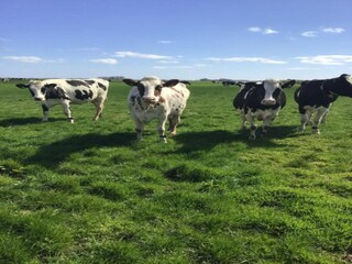 Parco vacanze De Cocksdorp Ambiente 26