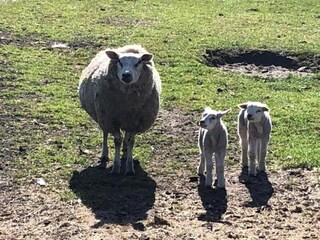 Ferienpark De Cocksdorp Umgebung 31