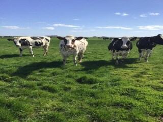 Parc de vacances De Cocksdorp Environnement 12