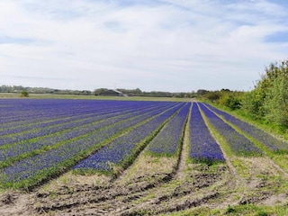 Ferienpark De Cocksdorp Umgebung 29