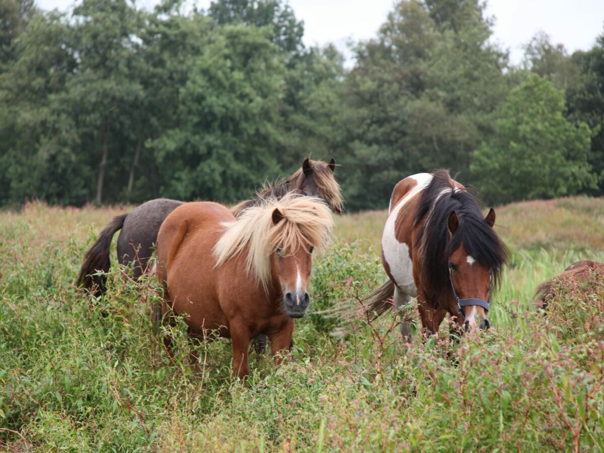 Ferienpark Paasloo Umgebung 14