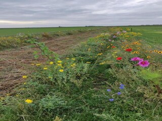 Parque de vacaciones De Cocksdorp Entorno 33