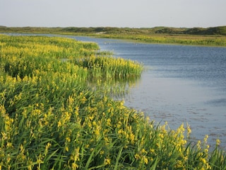 Ferienpark De Cocksdorp Umgebung 26