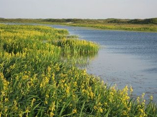 Vakantiepark De Cocksdorp Omgeving 26
