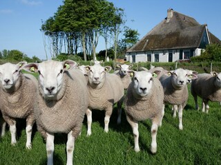 Vakantiepark De Cocksdorp Omgeving 17