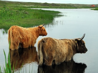 Parc de vacances De Cocksdorp Environnement 15